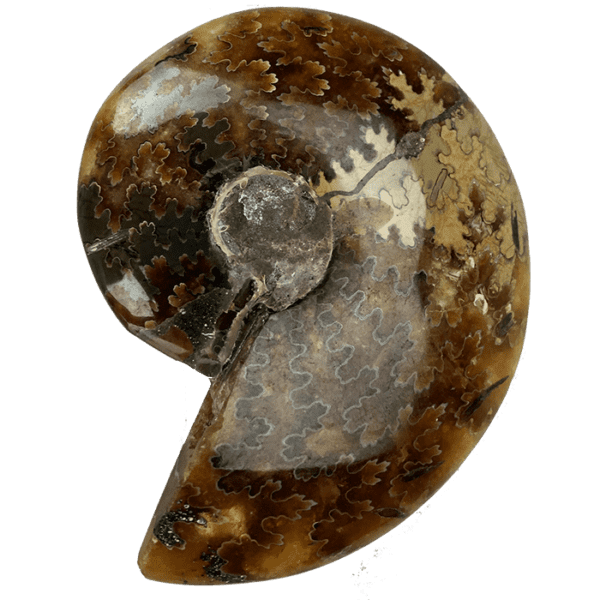 Uncut Fossilized Nautilus