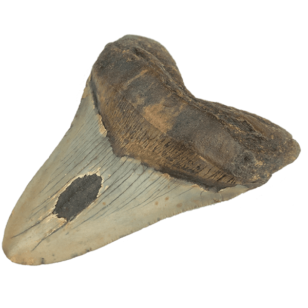 Fossilized Megalodon Sharks Tooth
