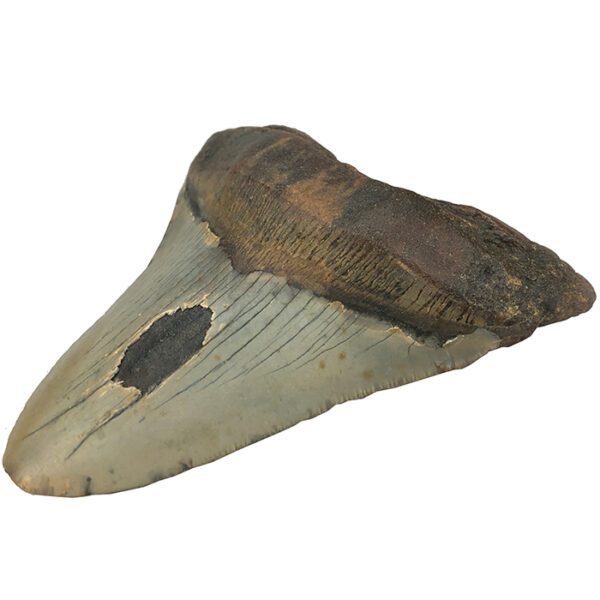 Fossilized Megalodon Sharks Tooth